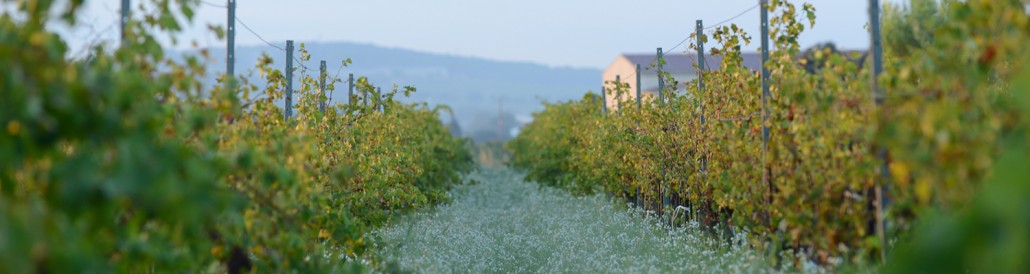 DomaineLaJanasse_Vignes