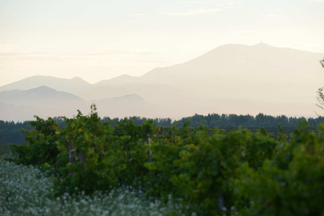 Domaine de la Janasse — estate
